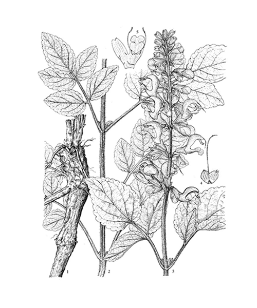 Natural compounds from  Salvia miltiorrhiza